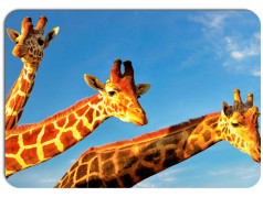 obrázek Prostírání - 385, Žirafa